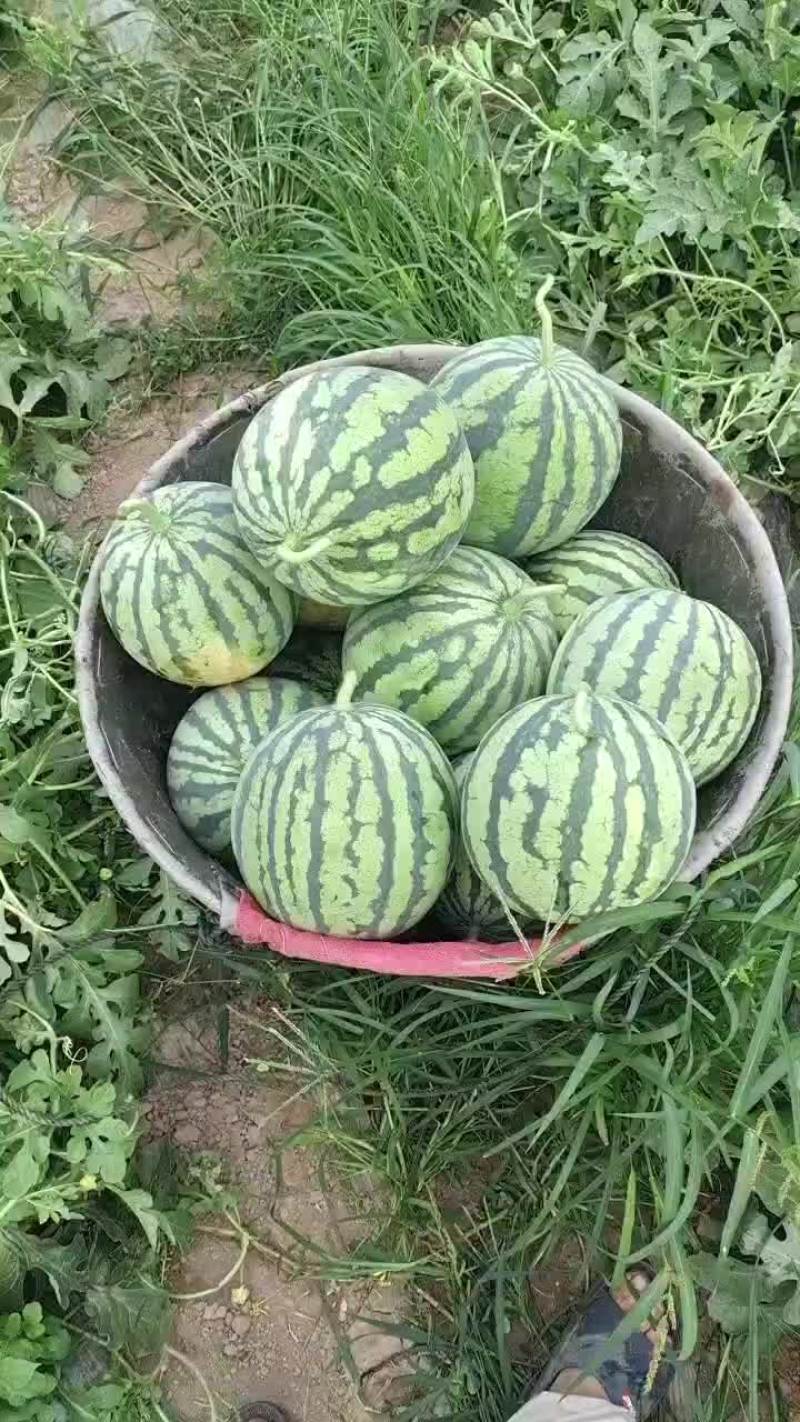 西瓜甜瓜