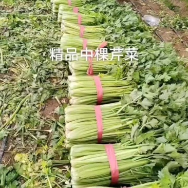 精品中颗西芹