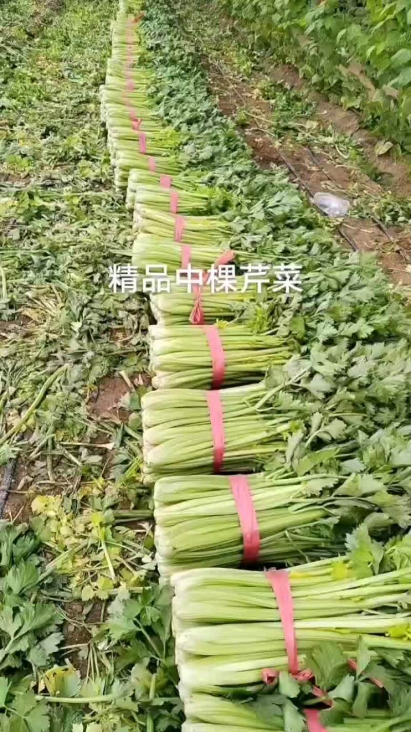 精品中颗西芹