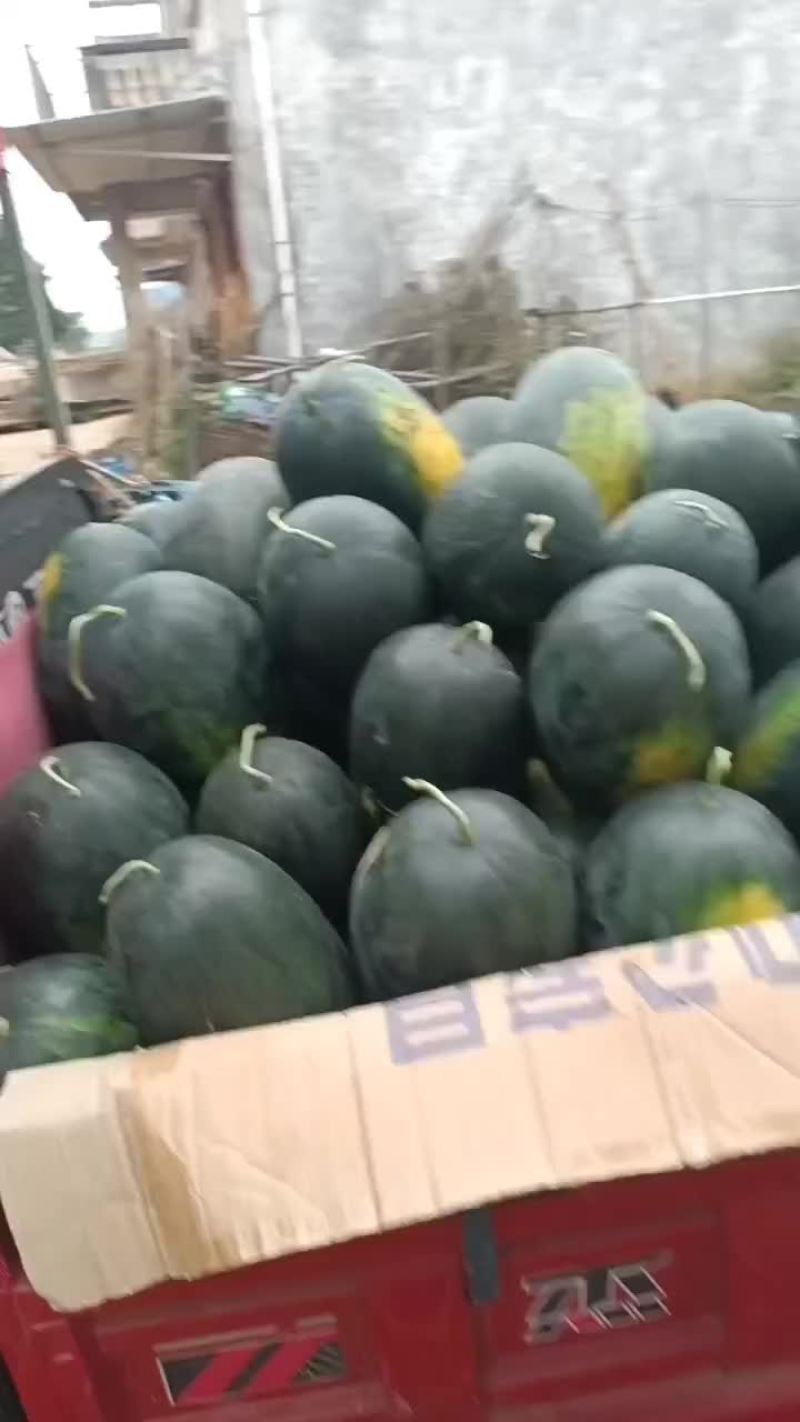 大量供应广西黑美人