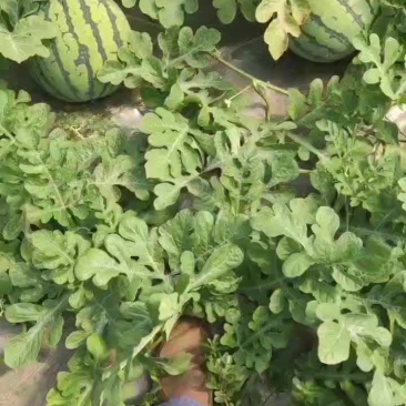 江苏盐城麒麟8424.无籽美都，大量供货
