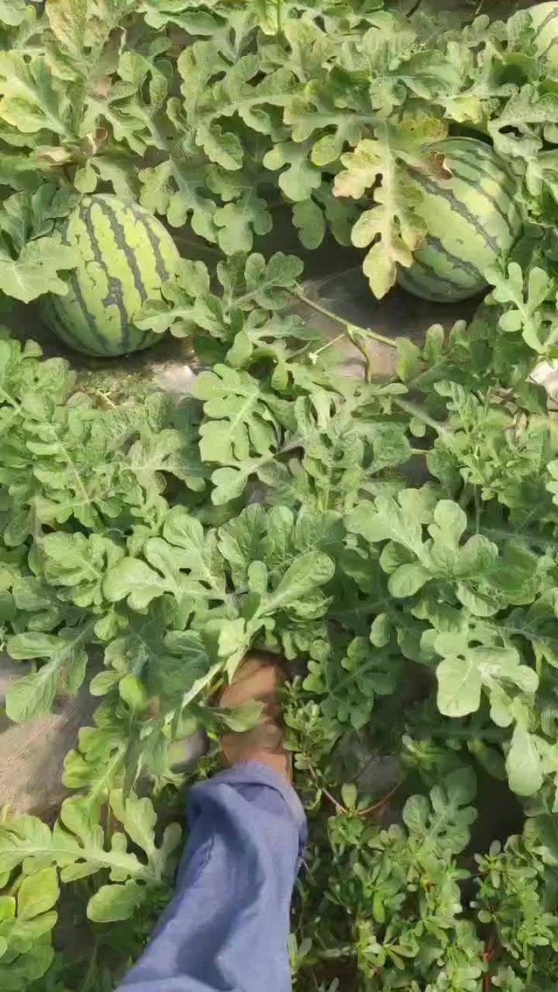 江苏盐城麒麟8424.无籽美都，大量供货