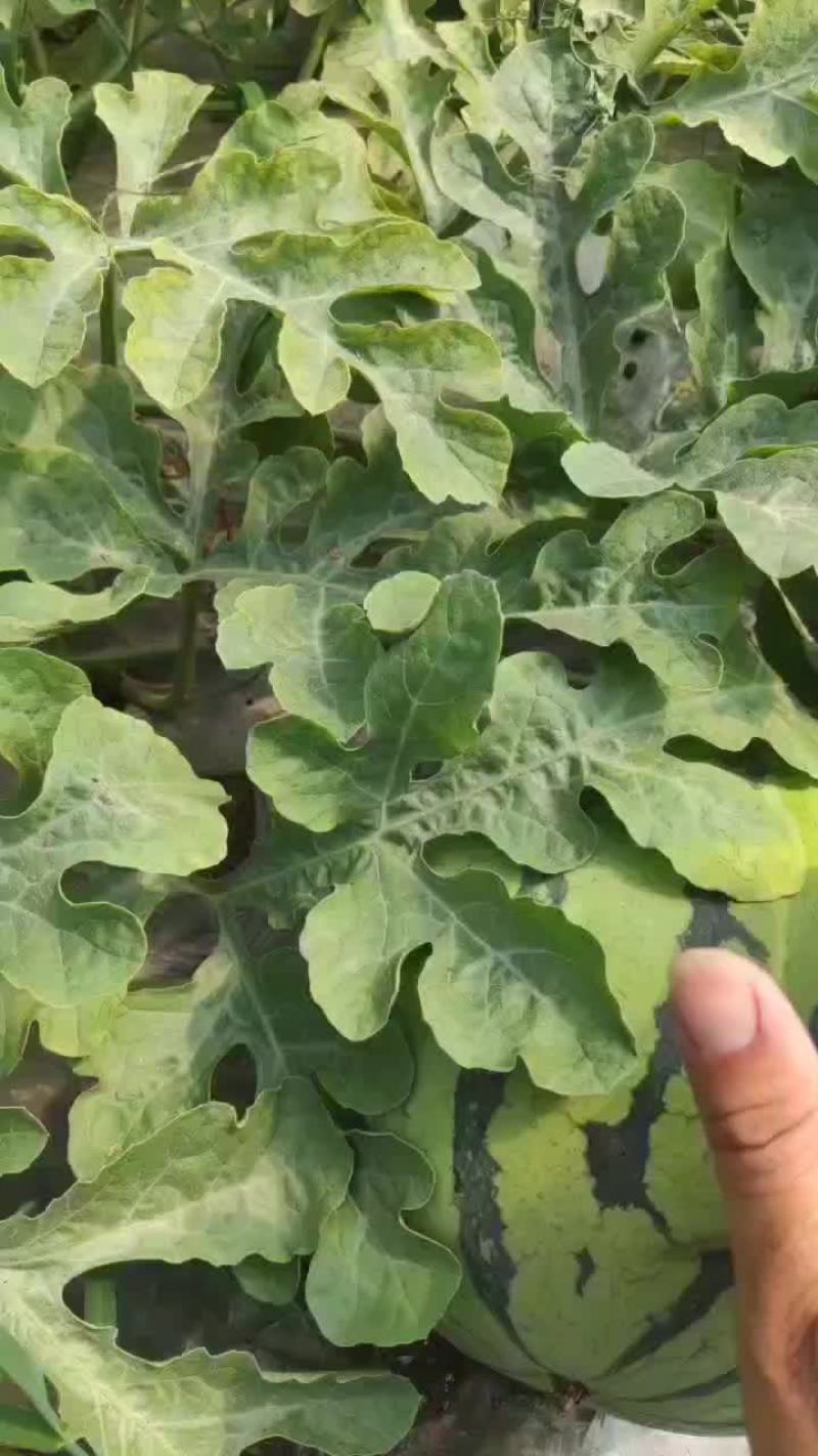 江苏盐城麒麟8424.无籽美都，大量供货