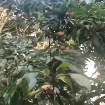 荔枝