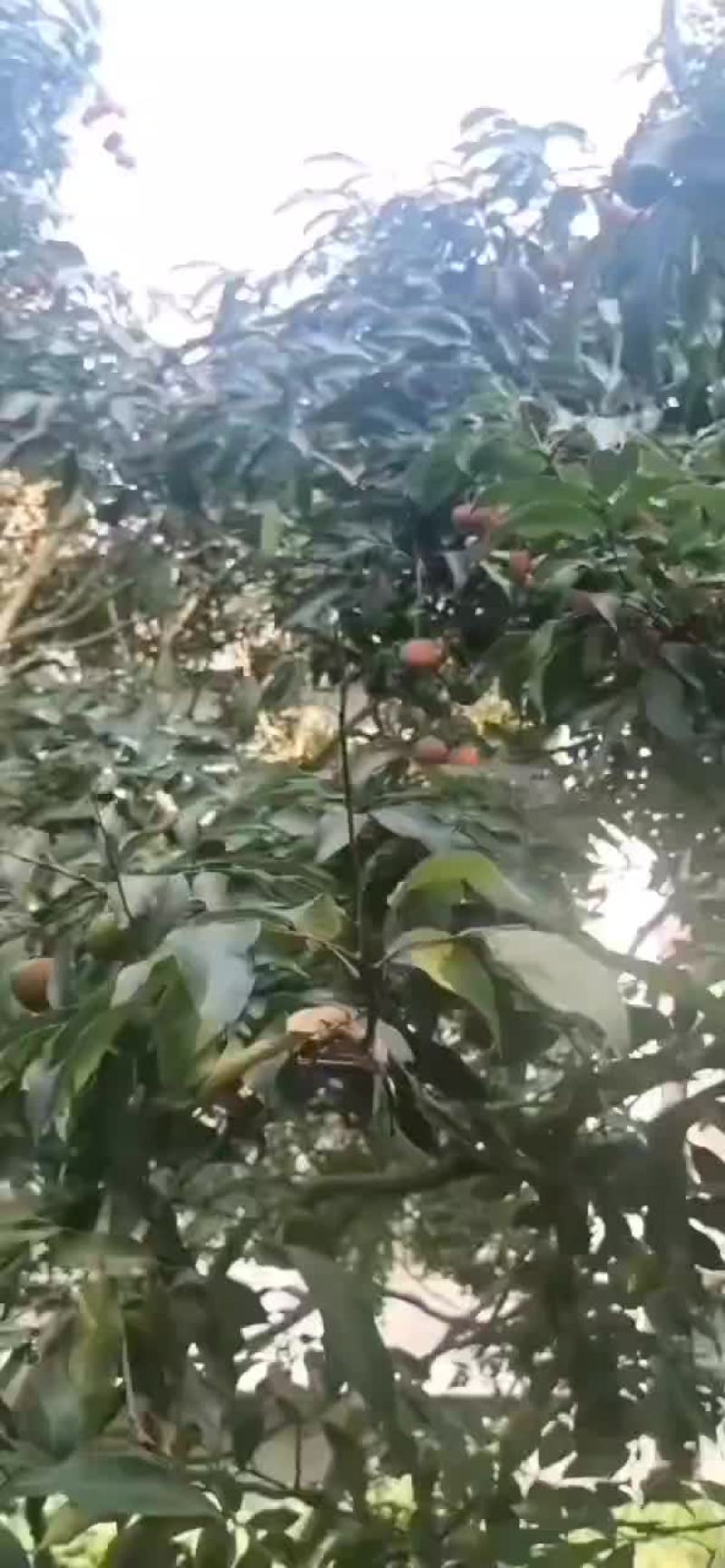 荔枝