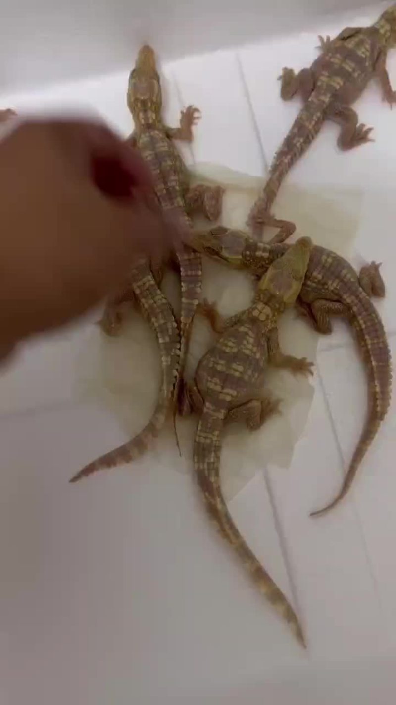 白化鳄鱼苗