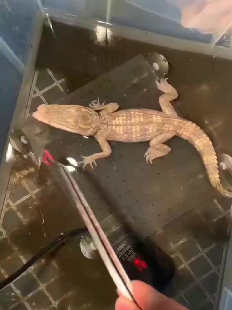 白化鳄鱼苗