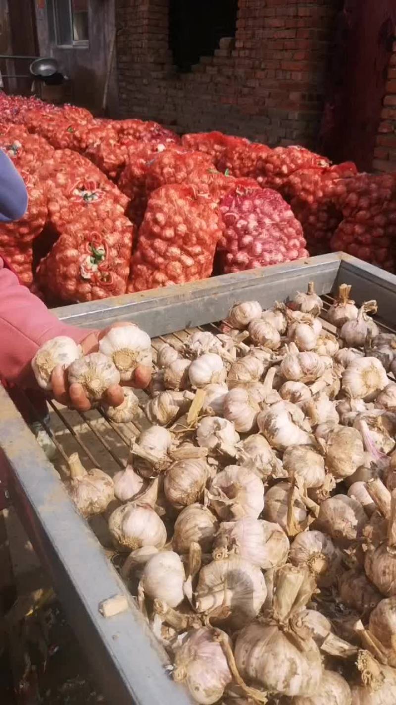 大蒜头