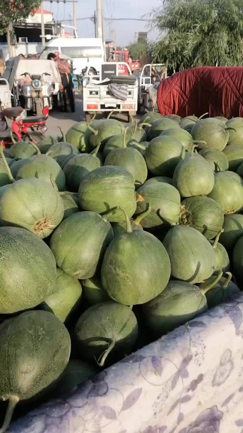 新乐市土豆基地