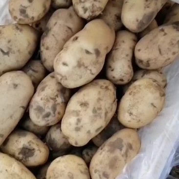 新乐市土豆基地