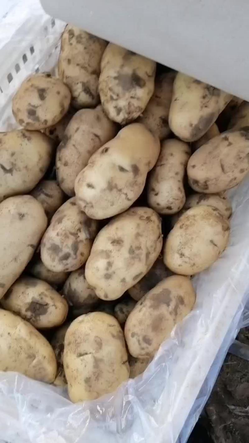 新乐市土豆基地