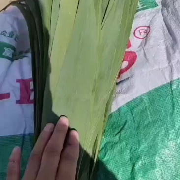 盘锦芦苇干粽叶苇叶大量供货