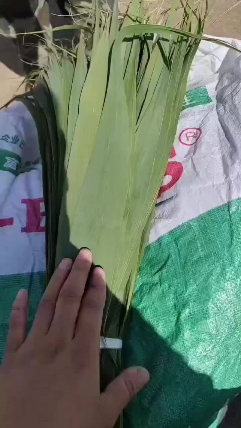 盘锦芦苇干粽叶苇叶大量供货