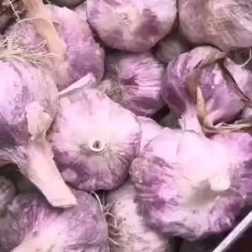 蒜种，