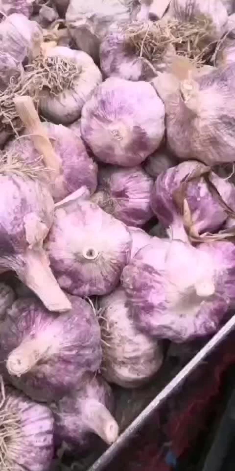 蒜种，