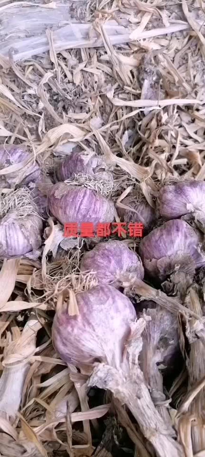 蒜种，