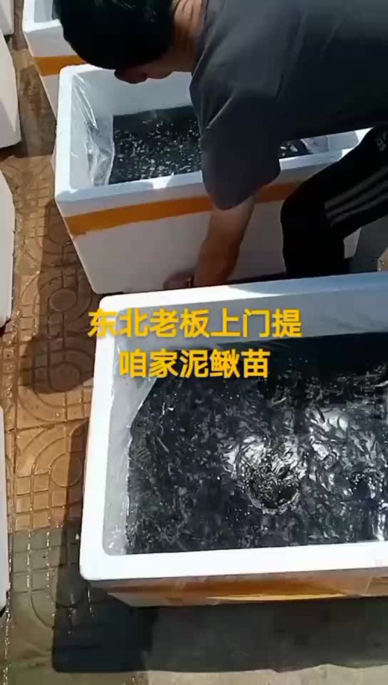 泥鳅苗台湾泥鳅