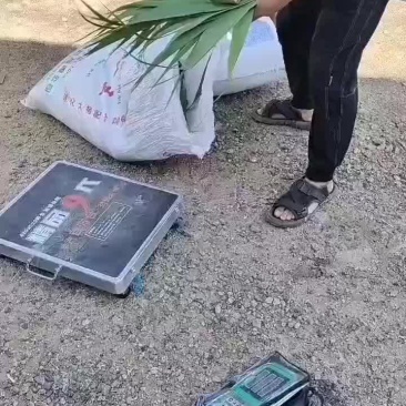 盘锦芦苇粽叶苇叶