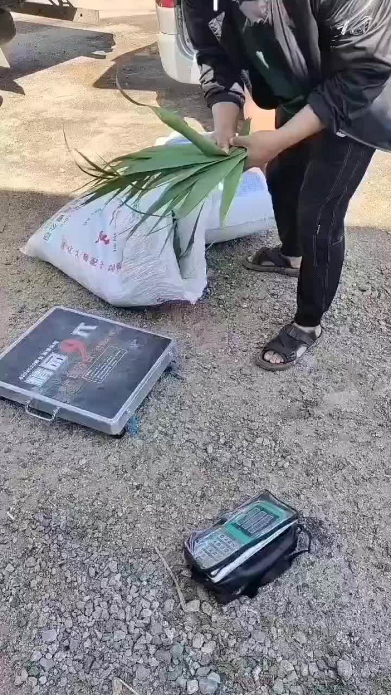 盘锦芦苇粽叶苇叶