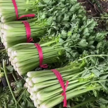宁夏精品西芹