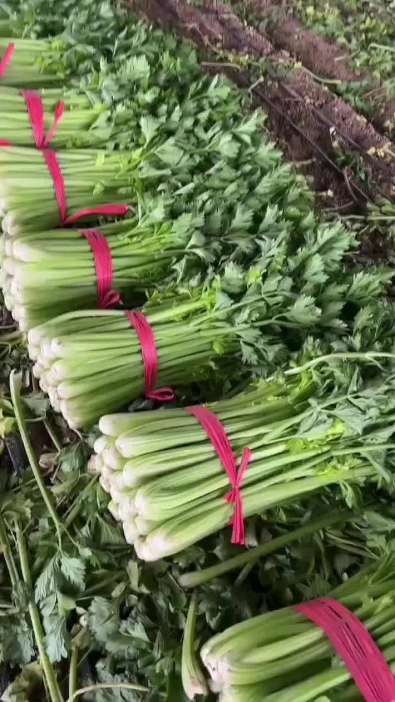 宁夏精品西芹
