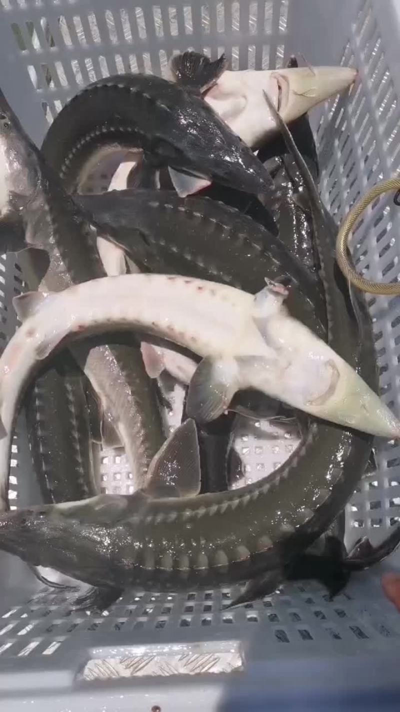 鲟鱼