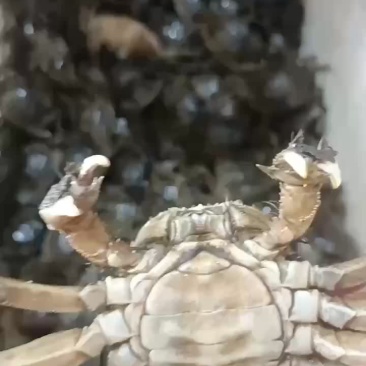 六月黄螃蟹