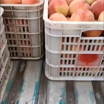 突围毛桃