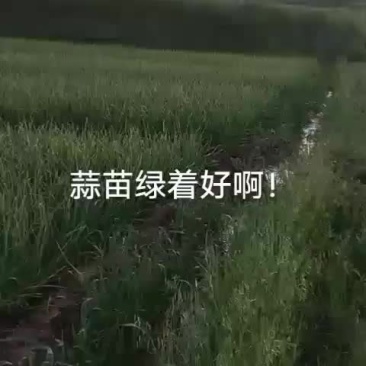 青海青蒜苗