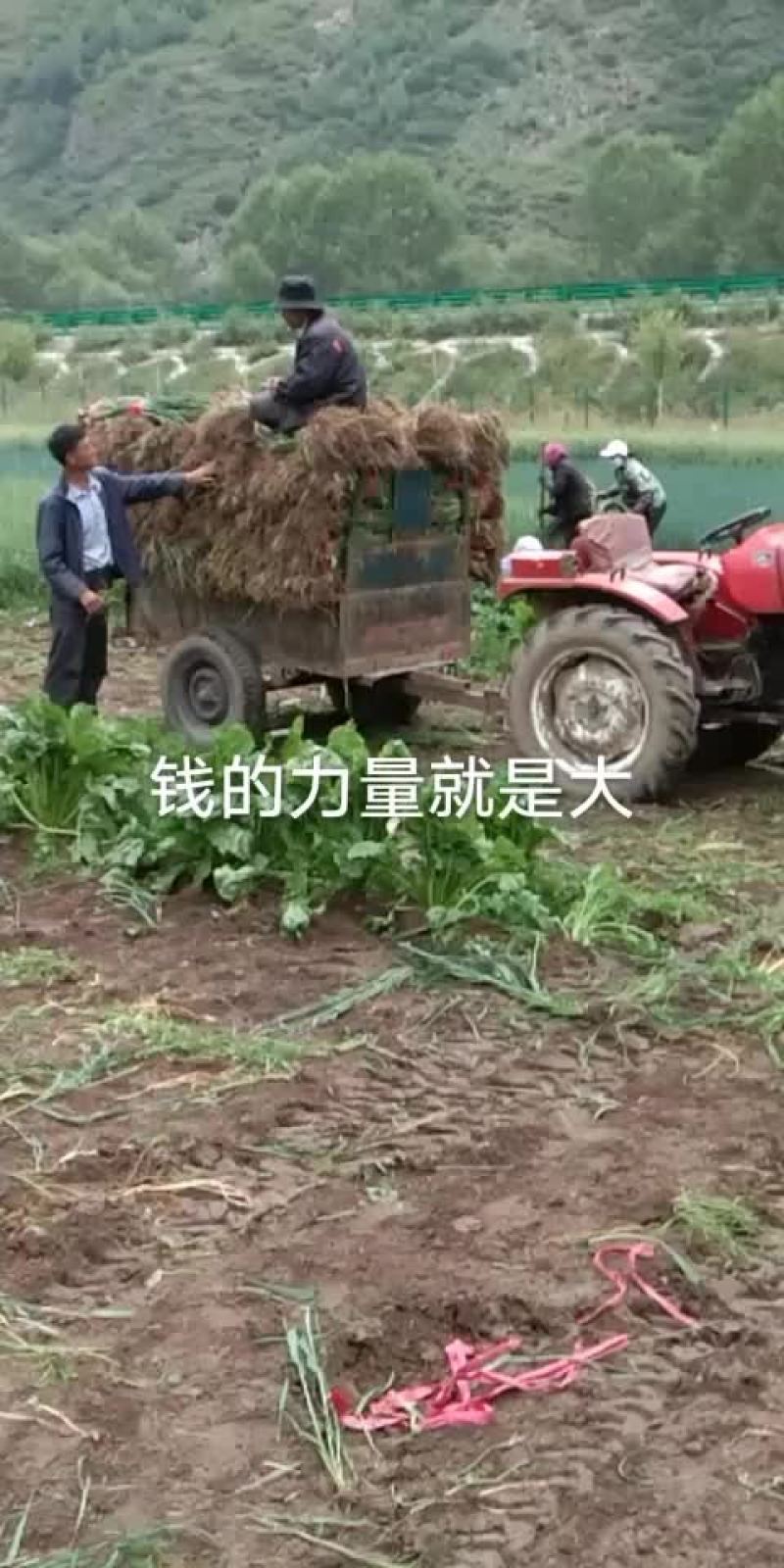 青海青蒜苗
