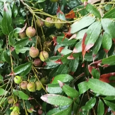 漳浦黑叶荔枝6月25号，上市