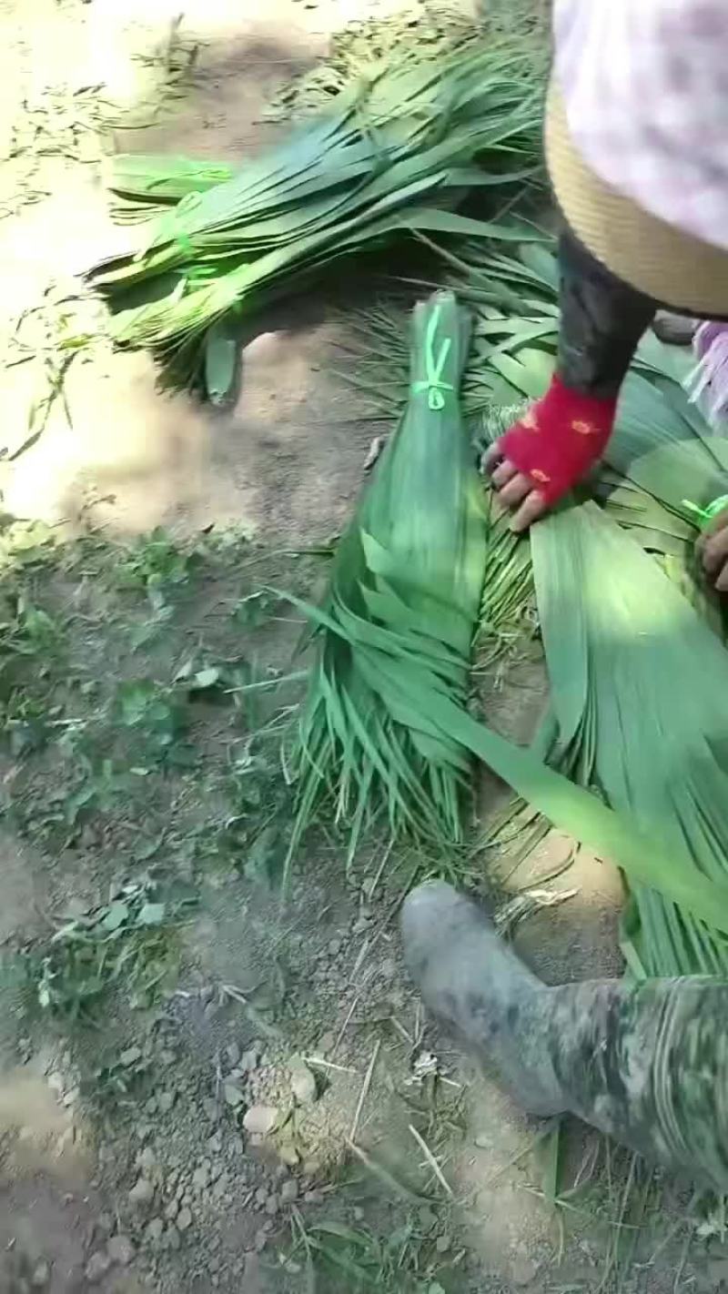 苇叶，粽子叶，芦苇叶，粽叶，新鲜苇叶