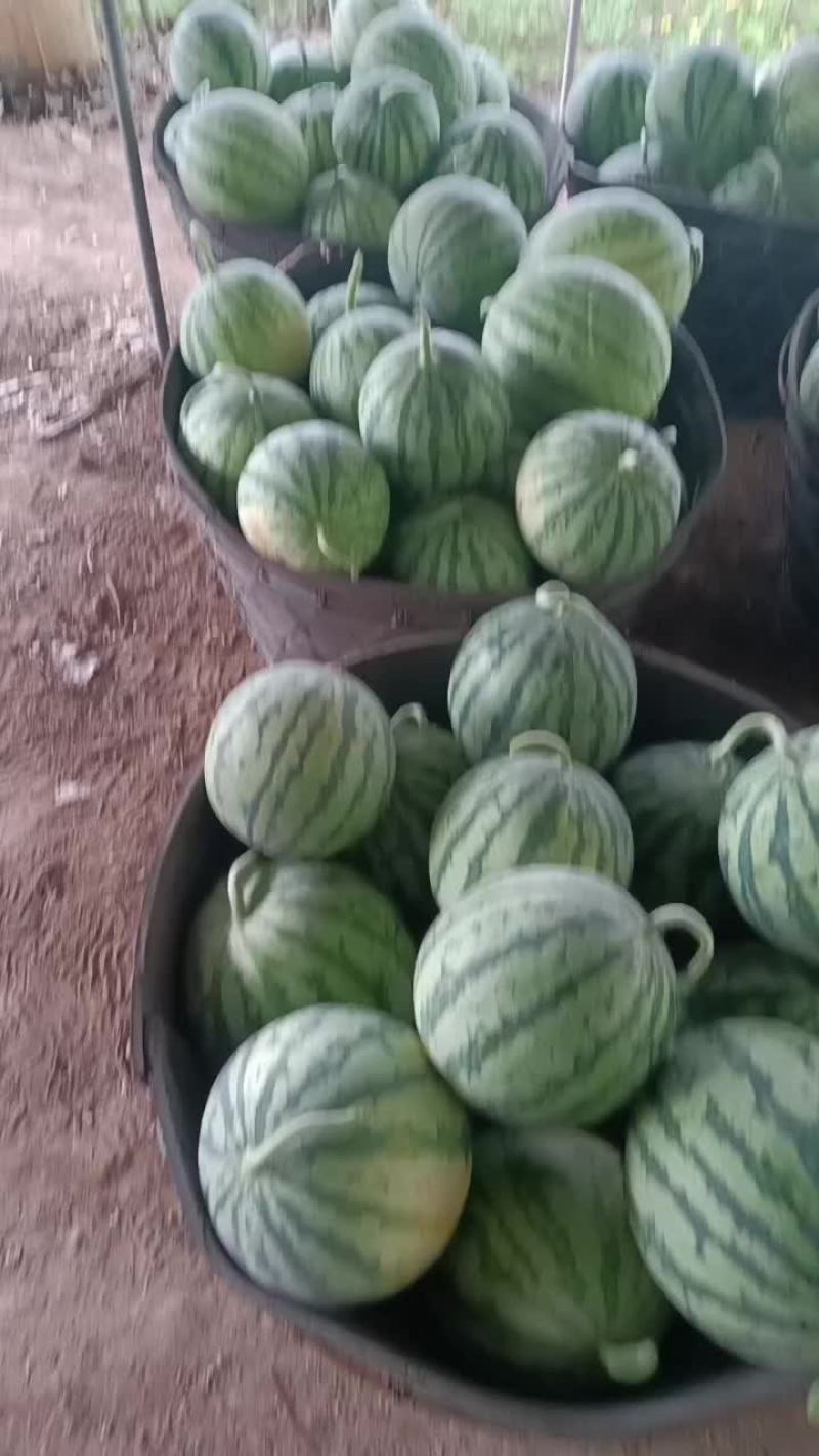 北京顺义老江麒麟西瓜