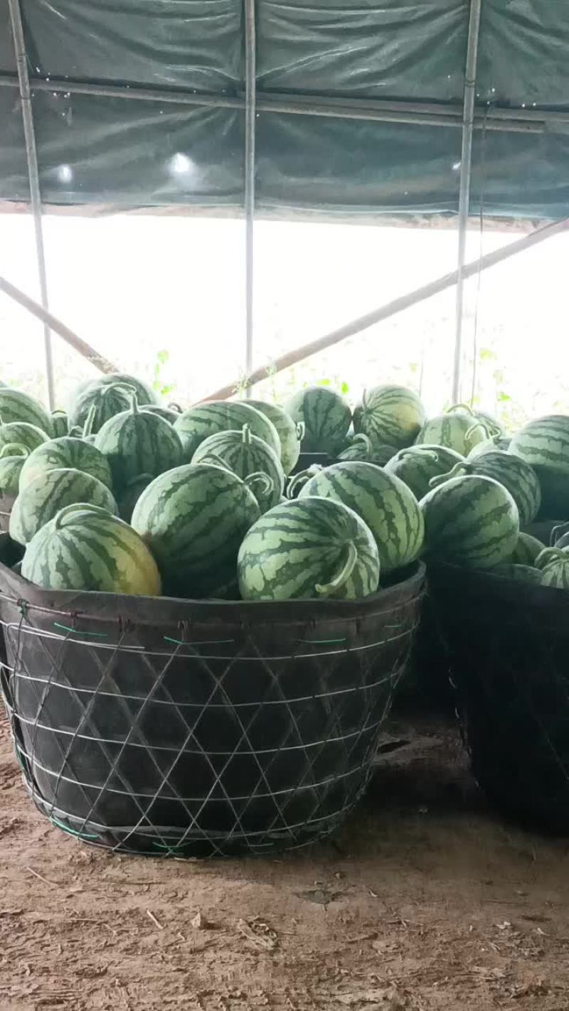 北京顺义老江麒麟西瓜
