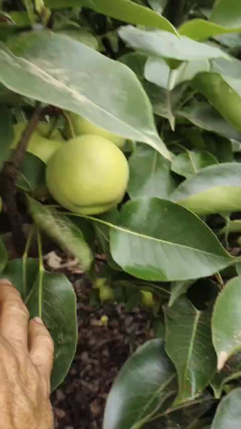 云南丽江夏雪梨化渣很水