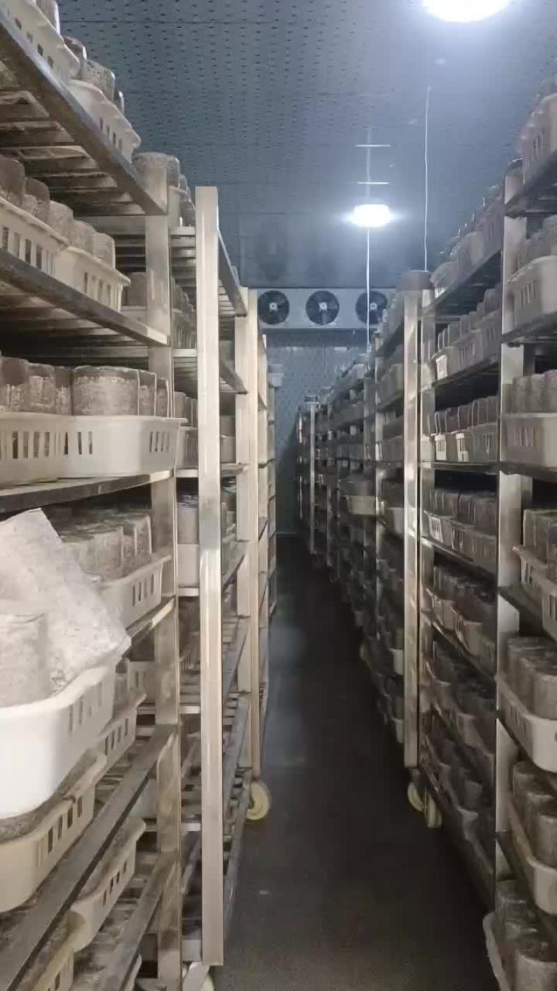灵芝菌包大量供应