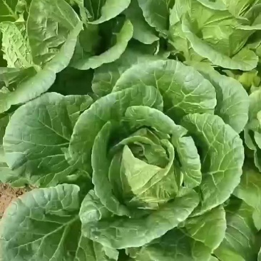 湖北恩施利川大白菜