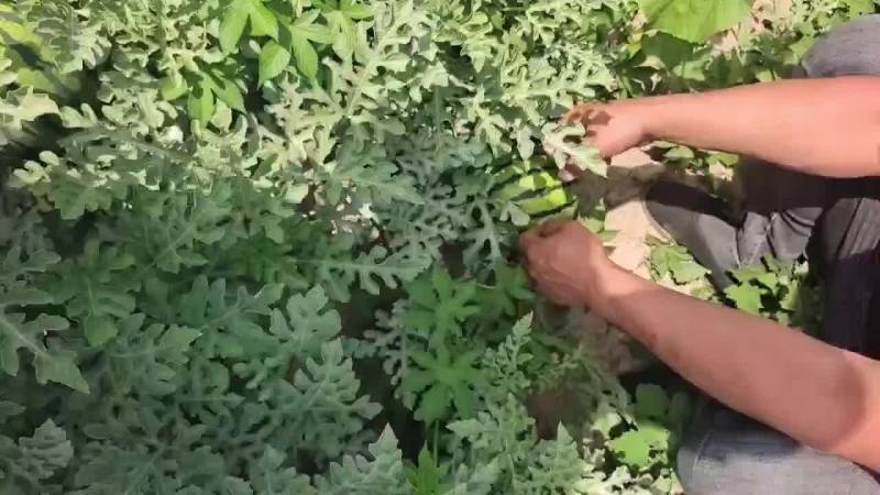 抬头西瓜京欣