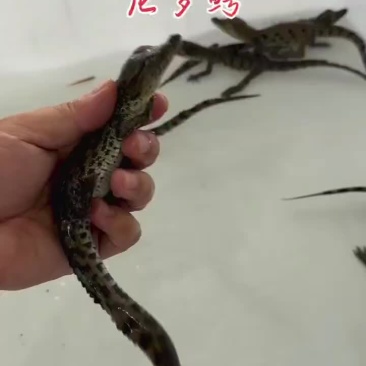 30公分尼罗鳄苗子