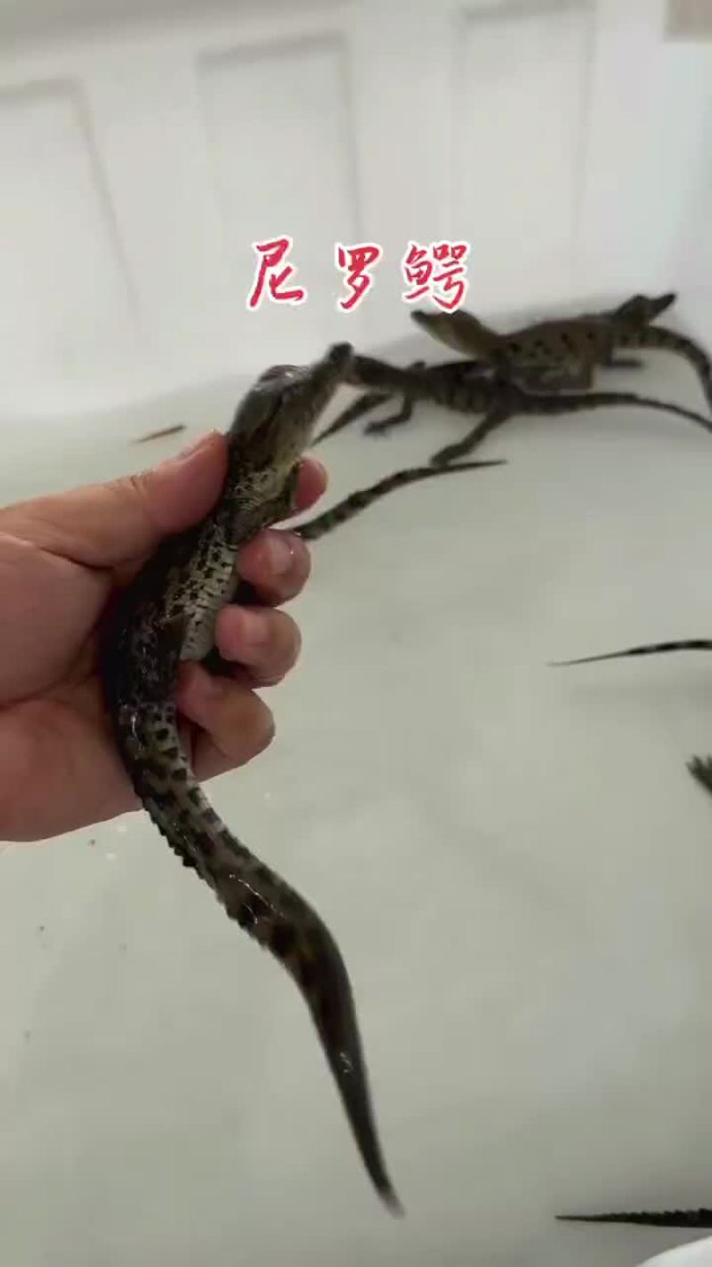 30公分尼罗鳄苗子