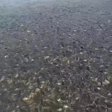 黄金鲫鱼，每天可起网，5000斤起售，原塘口出
