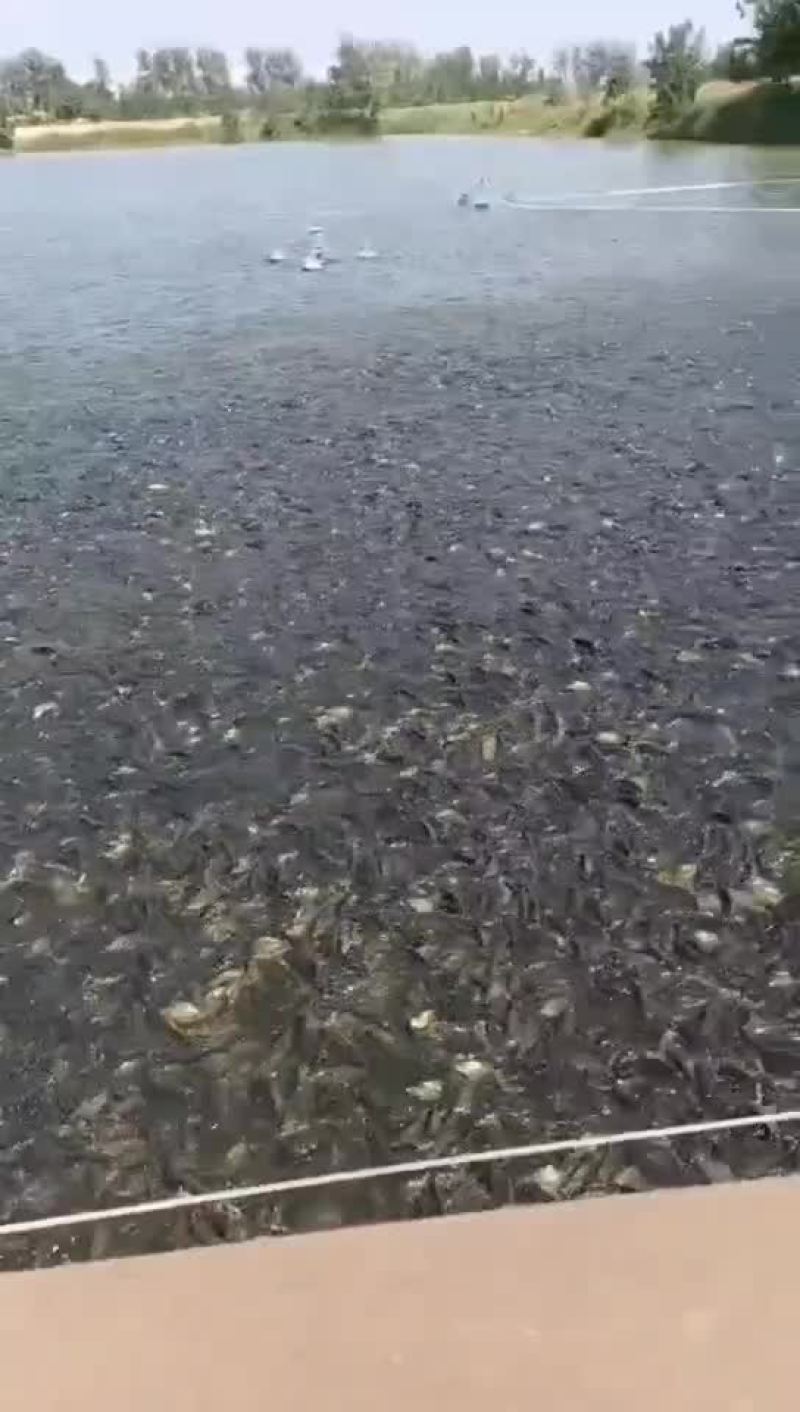 黄金鲫鱼，每天可起网，5000斤起售，原塘口出