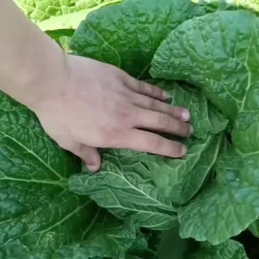 金翡翠市场规格3456