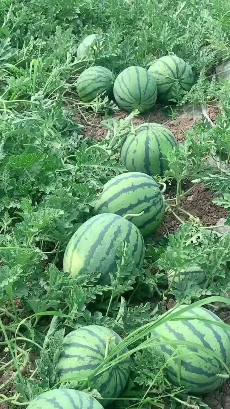 露天瓜好货