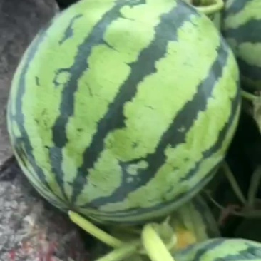 夏邑美都西瓜产地直供直发质量保证