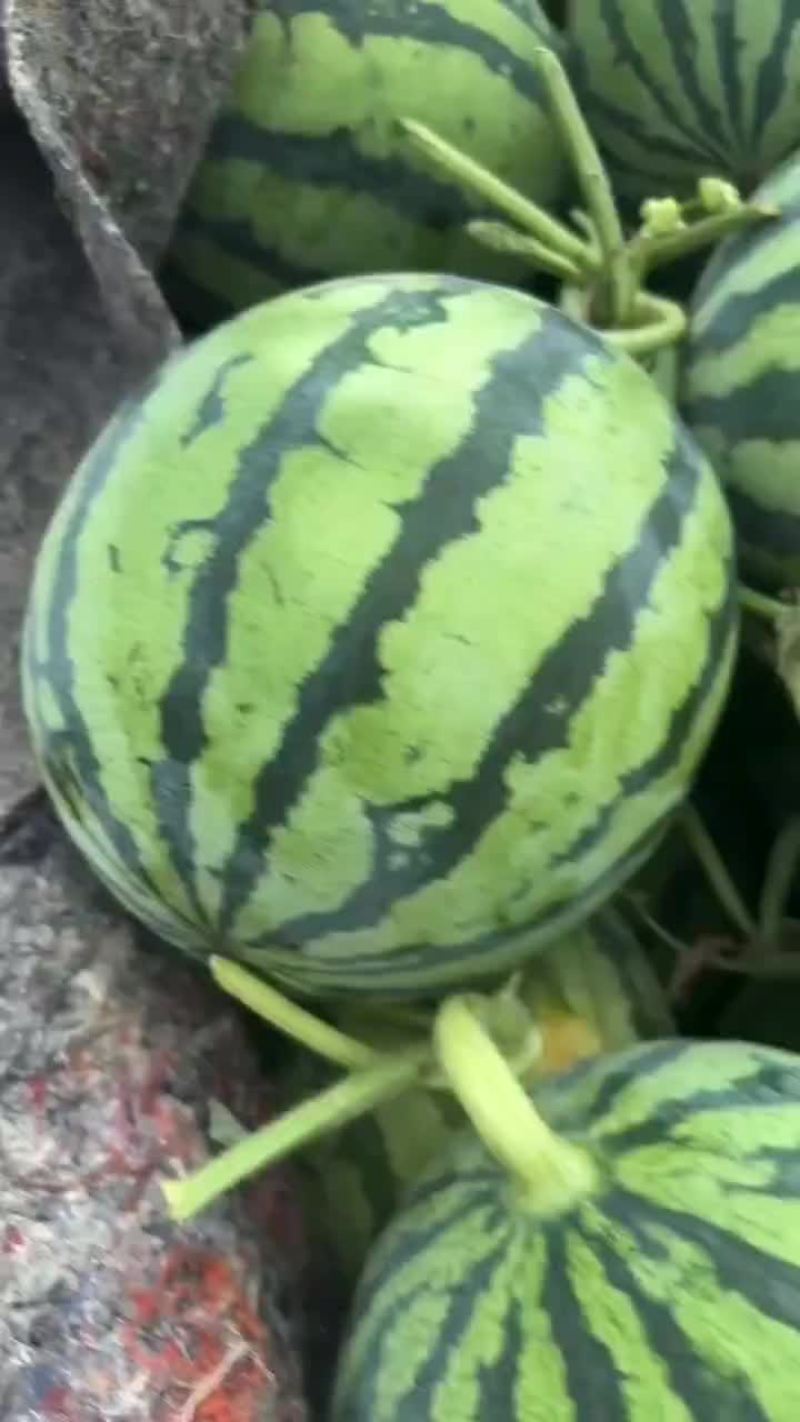夏邑美都西瓜产地直供直发质量保证