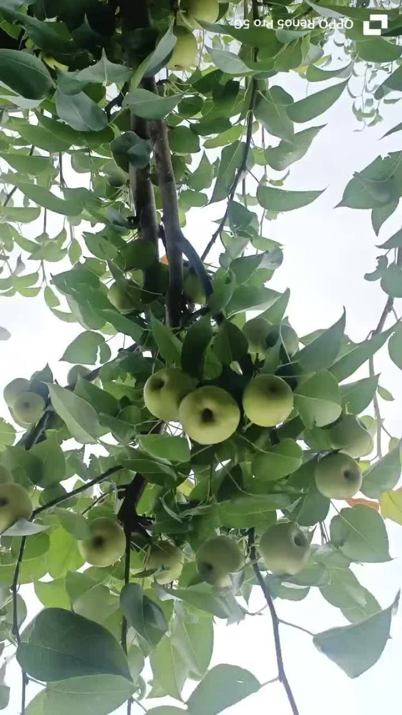 云南丁香梨15天大量上市了