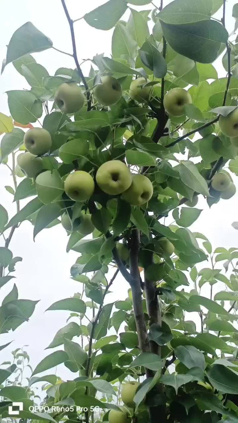 云南丁香梨15天大量上市了