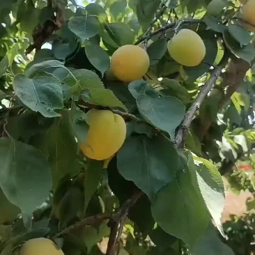 凯特杏，大量上市中有需要的联系我哦