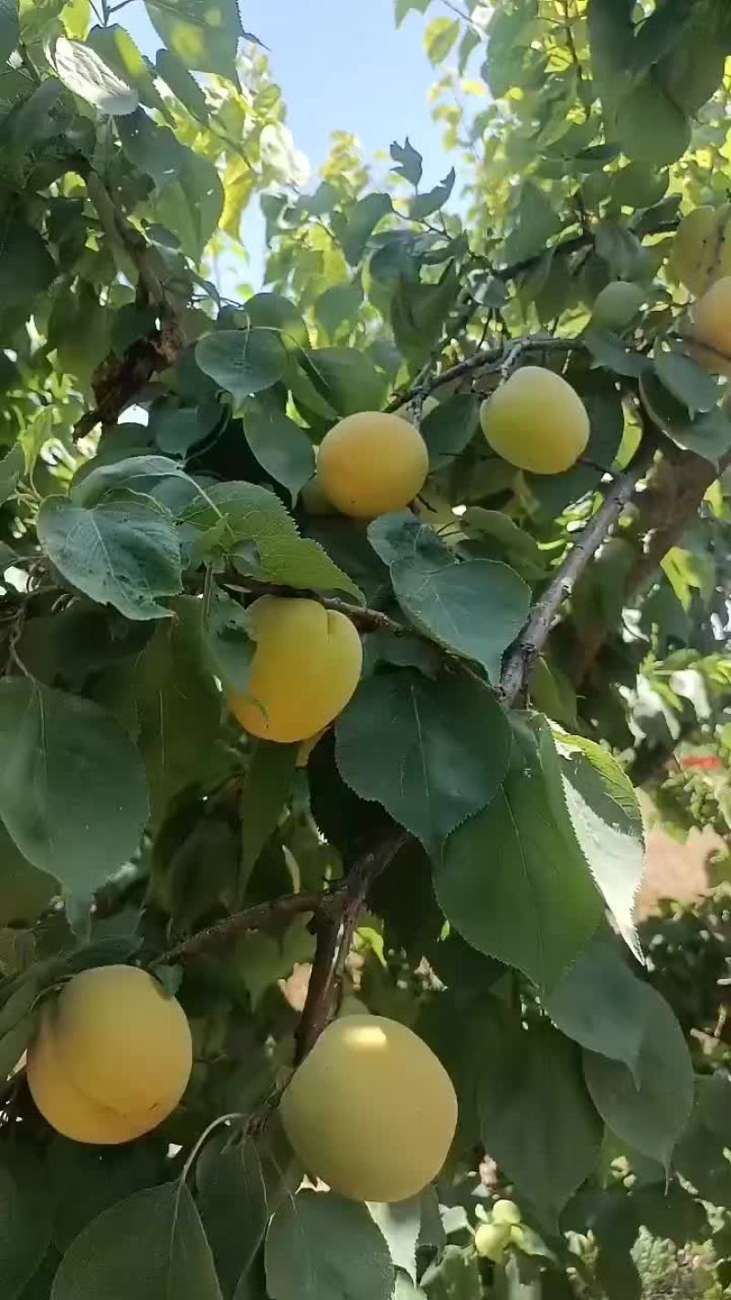 凯特杏，大量上市中有需要的联系我哦